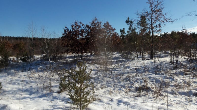 LOTS 11 - 12 Pine Tree Trl, Springbrook, WI 54875