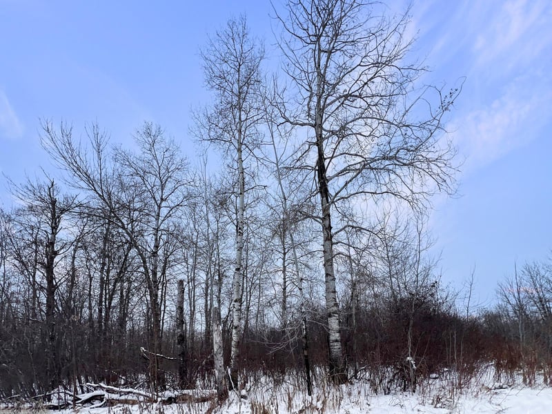 TBD Waldo Rd NE, Kelliher, MN 56650