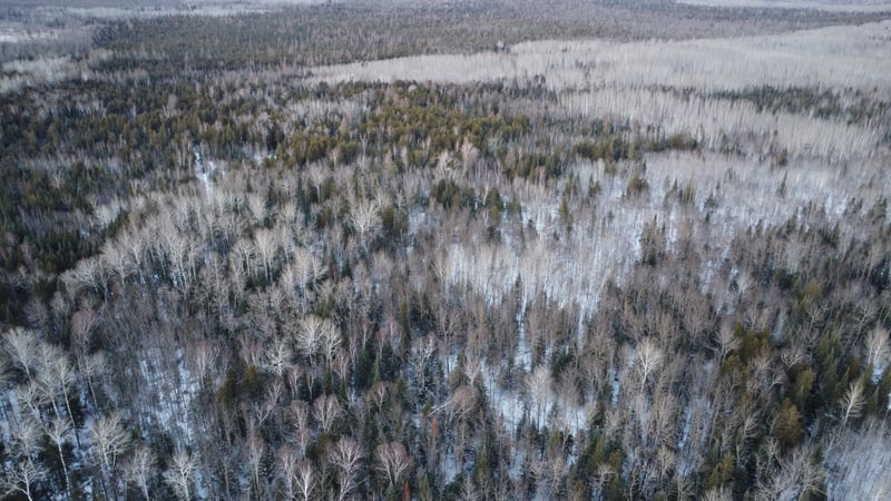 TBD County Road 77, Littlefork, MN 56653