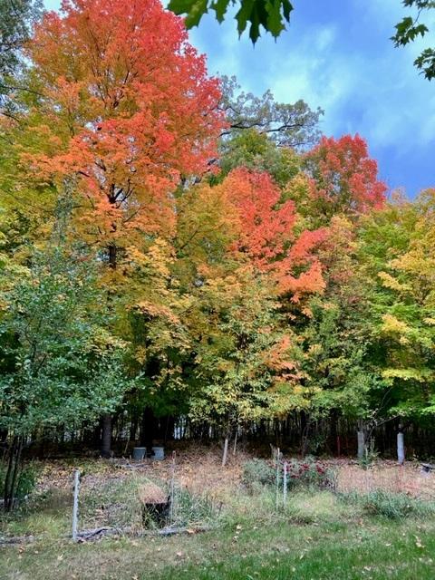 38155 Dead Lake Rd, Richville, MN 56576