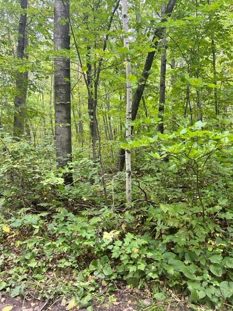 xxx Opal Ln, Cushing, MN 56443