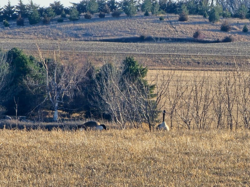 190 Heritage Trl, Hadley, MN 56151