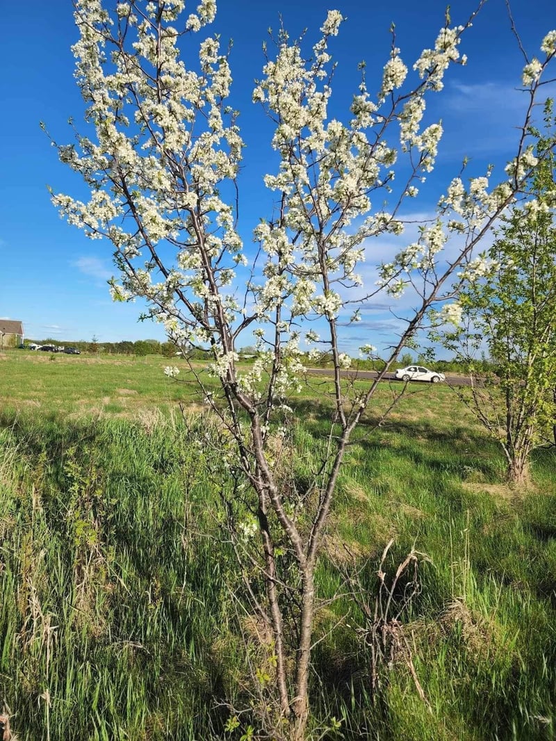 Lots 18 and 19 164th St, Star Prairie, WI 54026