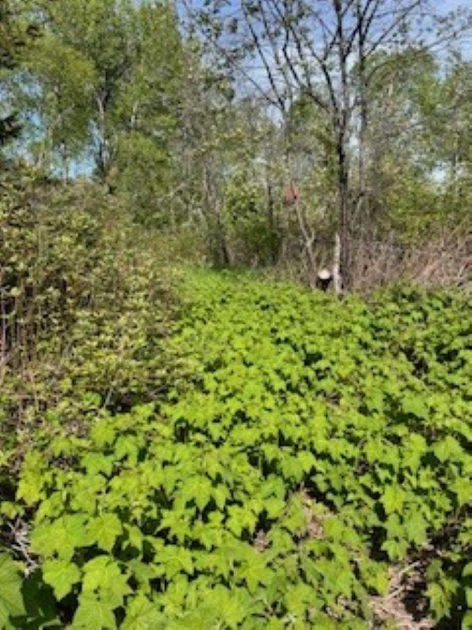 294X County Rd 7, Grand Marais, MN 55604