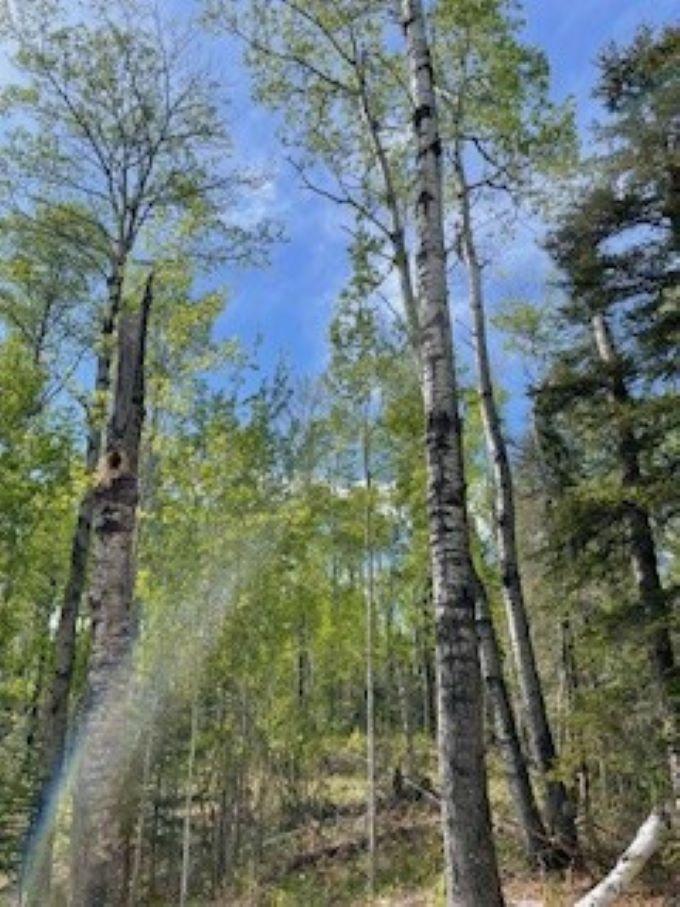 294X County Rd 7, Grand Marais, MN 55604
