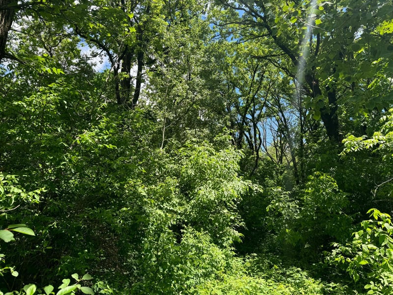 XXX Springbrook Dr, Swanville, MN 56382