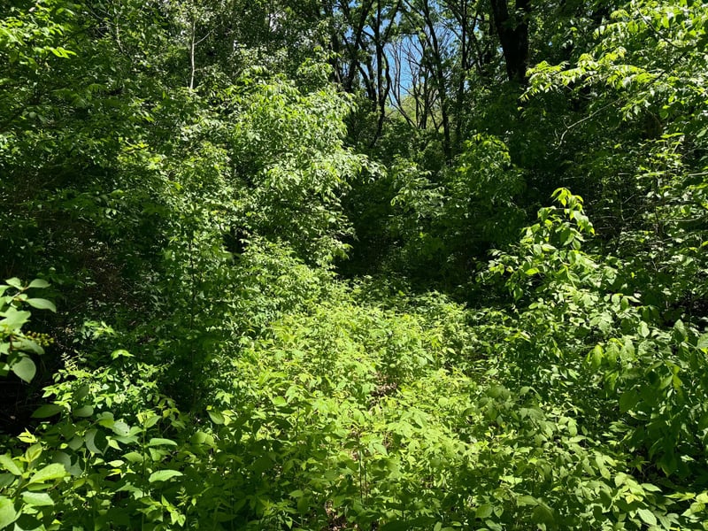 XXX Springbrook Dr, Swanville, MN 56382