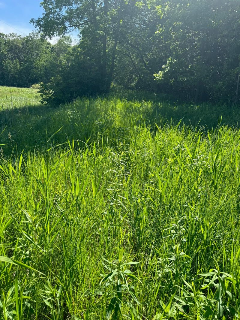 TBD County 29, Browerville, MN 56438