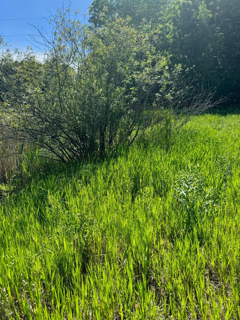 TBD County 29, Browerville, MN 56438