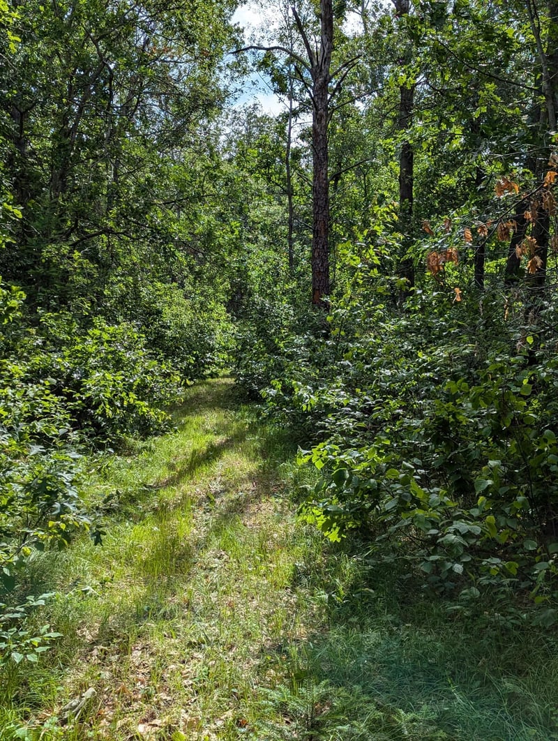 TBD Cemetery Rd, Jenkins, MN 56456