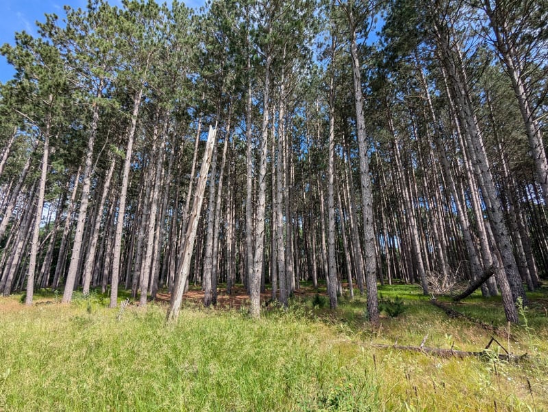 TBD Cemetery Rd, Jenkins, MN 56456