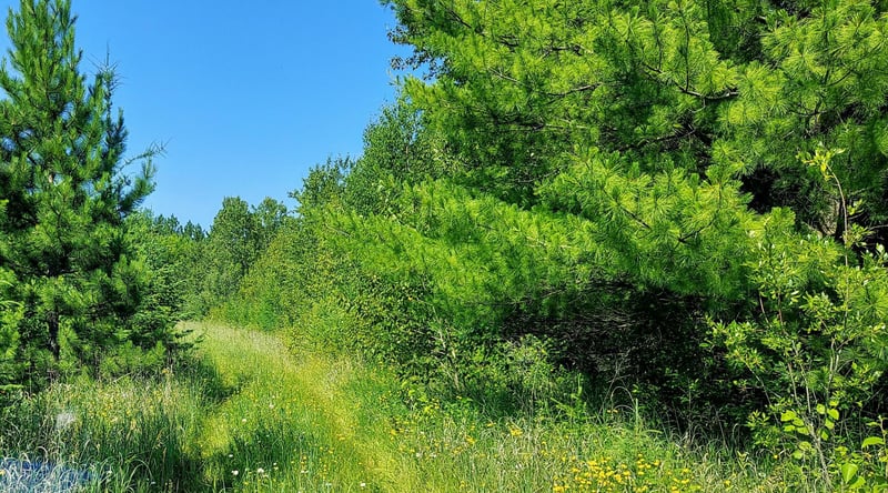11172 County Road 25, Mizpah, MN 56660