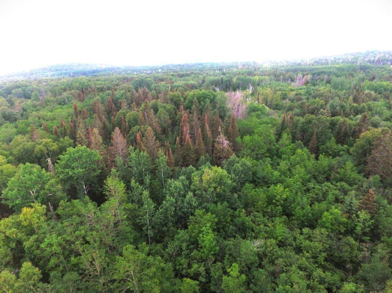 XXXX County Road 14, Grand Marais, MN 55604