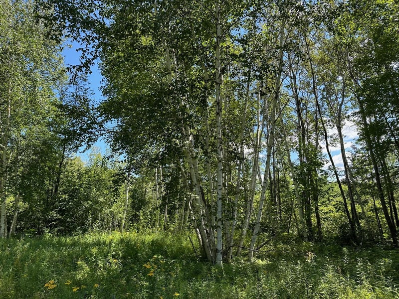 TBD Nokay Hall Rd, Brainerd, MN 56401