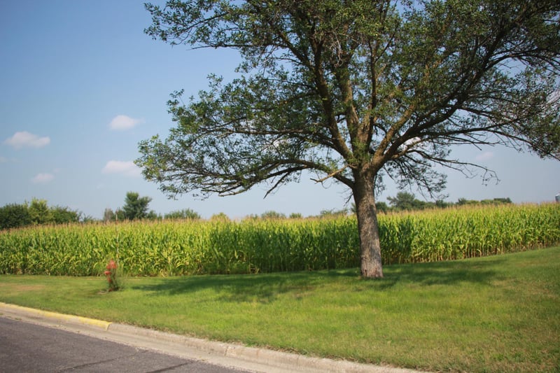 XXX Boulevard St, Belview, MN 56214