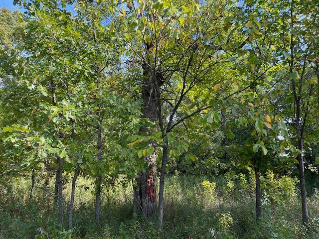 xxxx Woodsmen Ln SW, Alexandria, MN 56308