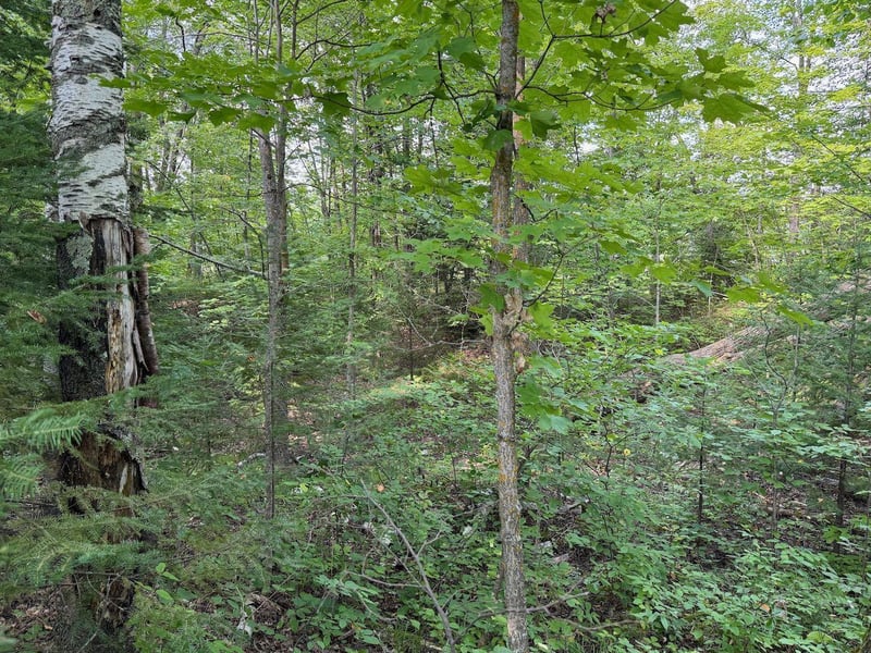 Lot Lake Cr25, Mizpah, MN 56660