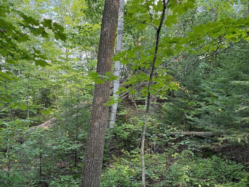 Lot Lake Cr25, Mizpah, MN 56660
