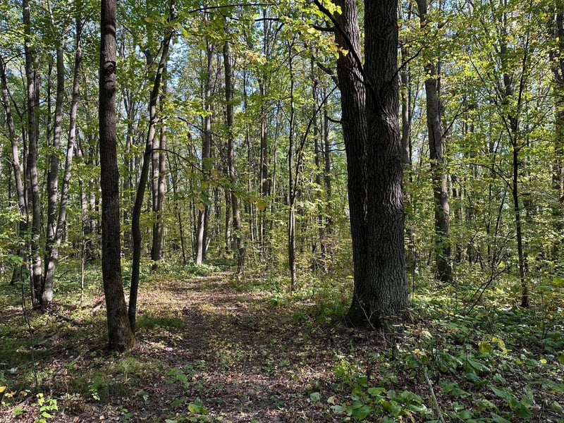 XX 305th Ave, Pierz, MN 56364