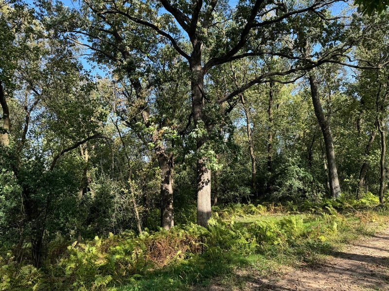 18624 Flamingo St NW, Oak Grove, MN 55011