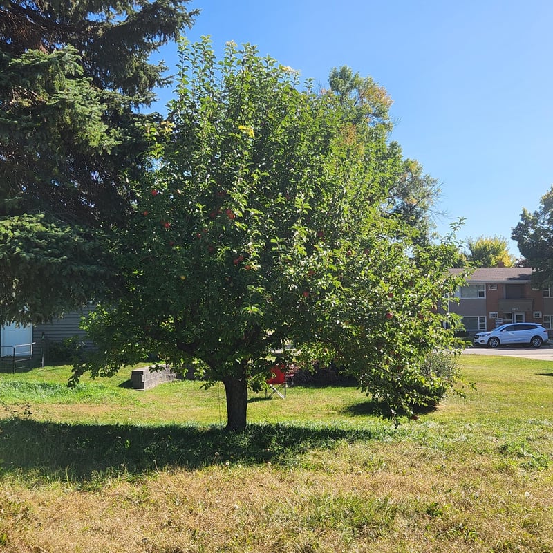 403 E Fairview Ave, Olivia, MN 56277
