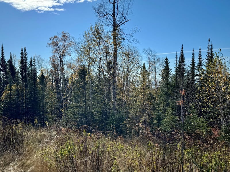 XX Tall Timber, Lutsen, MN 55612