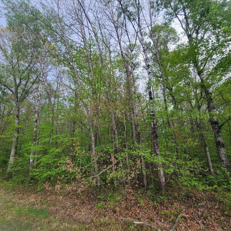 Lot 10 County Road A, Spooner, WI 54801