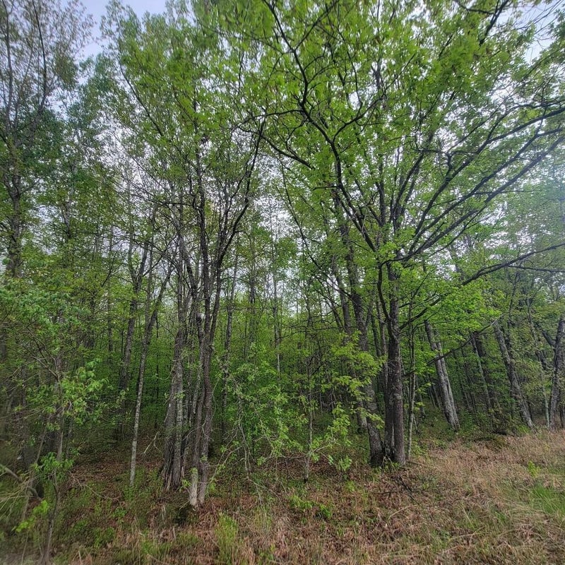 Lot 11 County Road A, Spooner, WI 54801