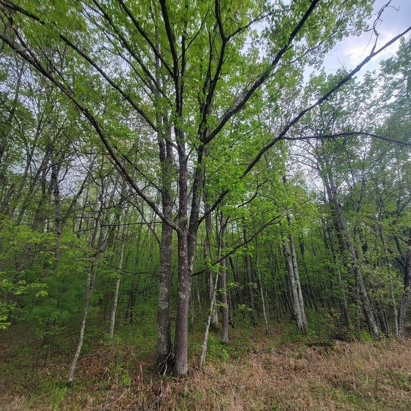Lot 11 County Road A, Spooner, WI 54801