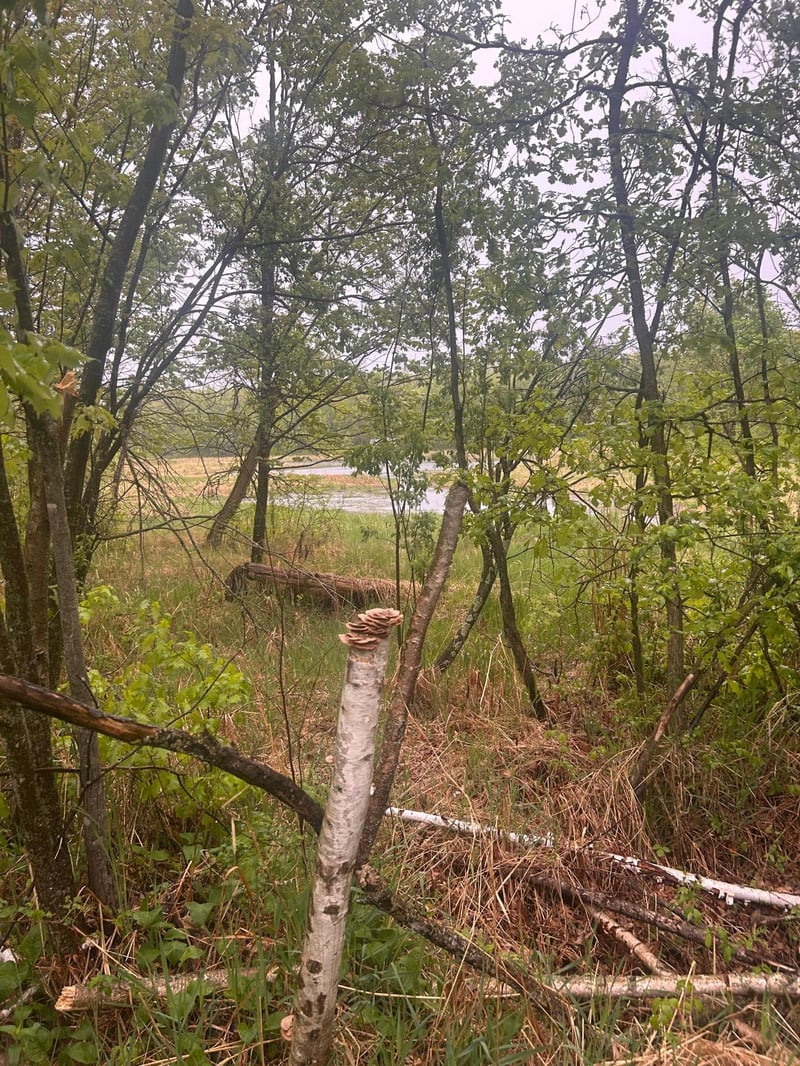 xxx Cardinal Trl, Randall, MN 56475
