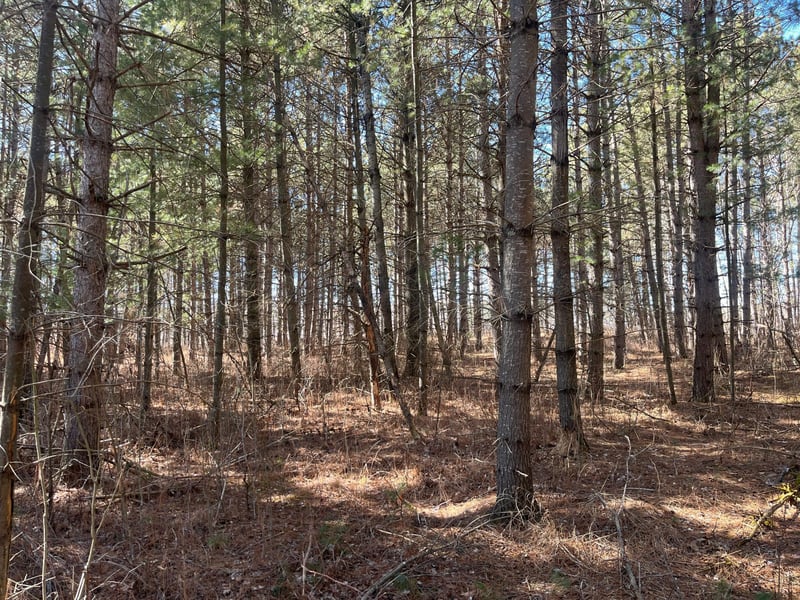 XXX Emerald Rd, Randall, MN 56475