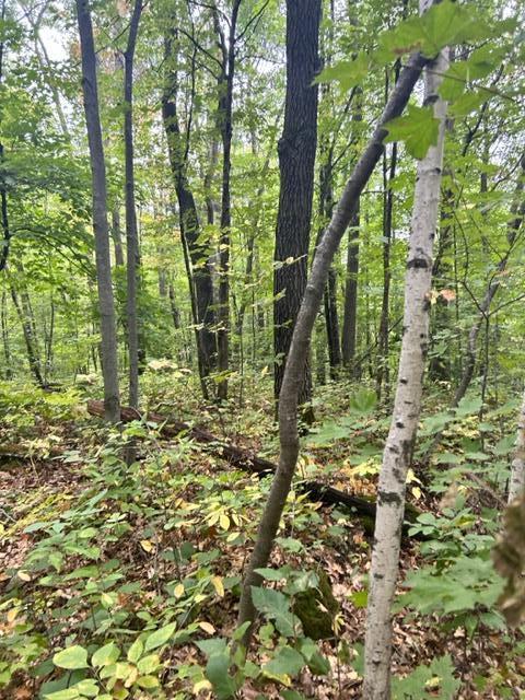 xxx Lost Lake Trl, Cushing, MN 56443