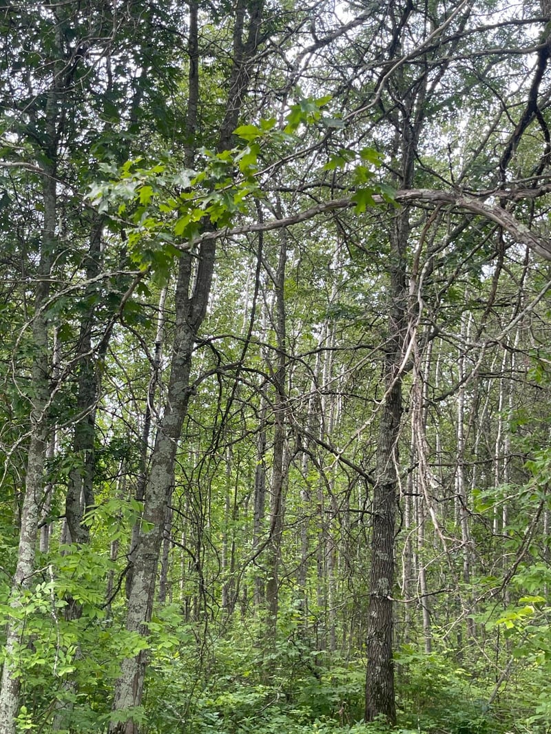 Lot 4 Patriot Ave, Pequot Lakes, MN 56472