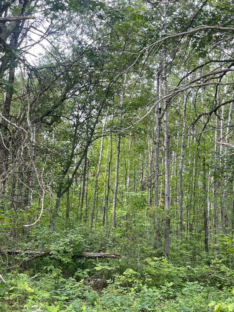 Lot 2 Patriot Ave, Pequot Lakes, MN 56472