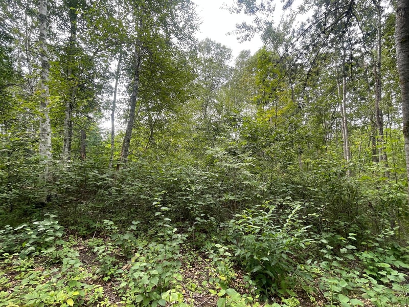 Lot 2 Patriot Ave, Pequot Lakes, MN 56472