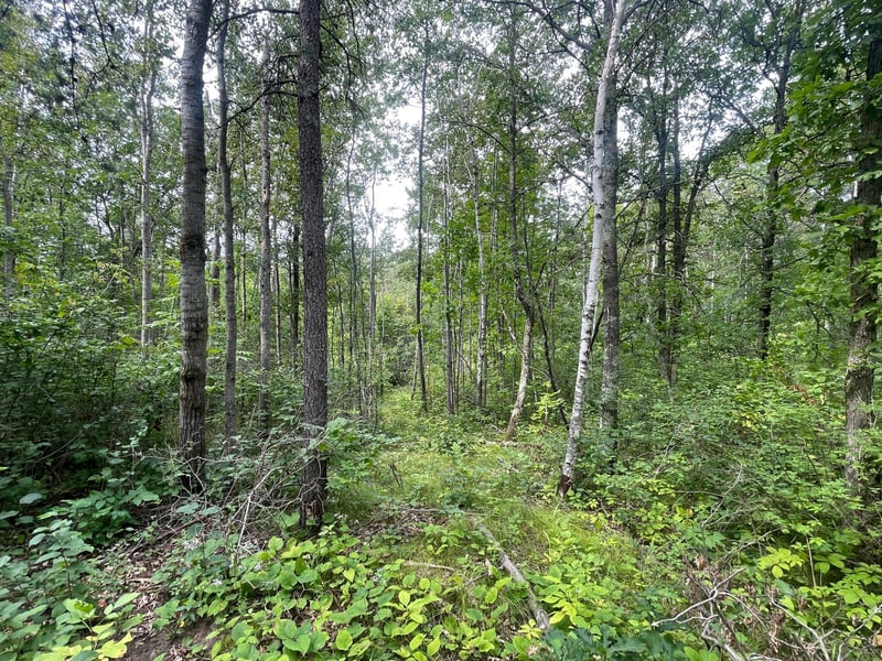 Lot 2 Patriot Ave, Pequot Lakes, MN 56472
