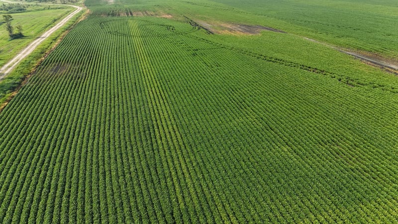 TBD County 61, Browerville, MN 56438