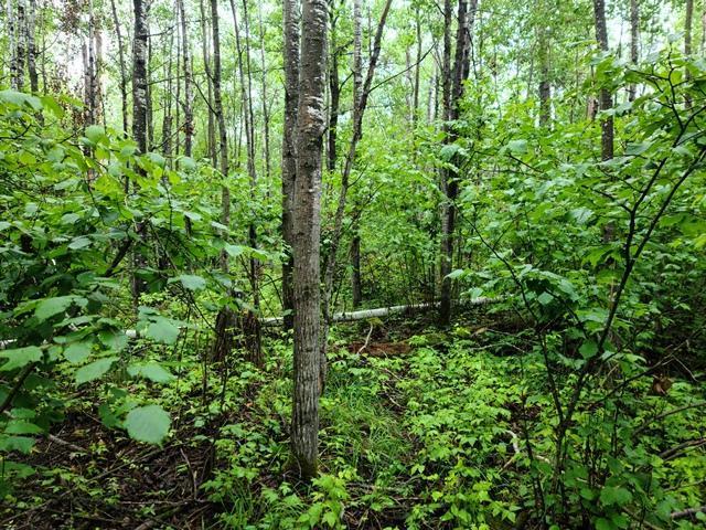 XXX N White Swan Lake Rd, Bigfork, MN 56628