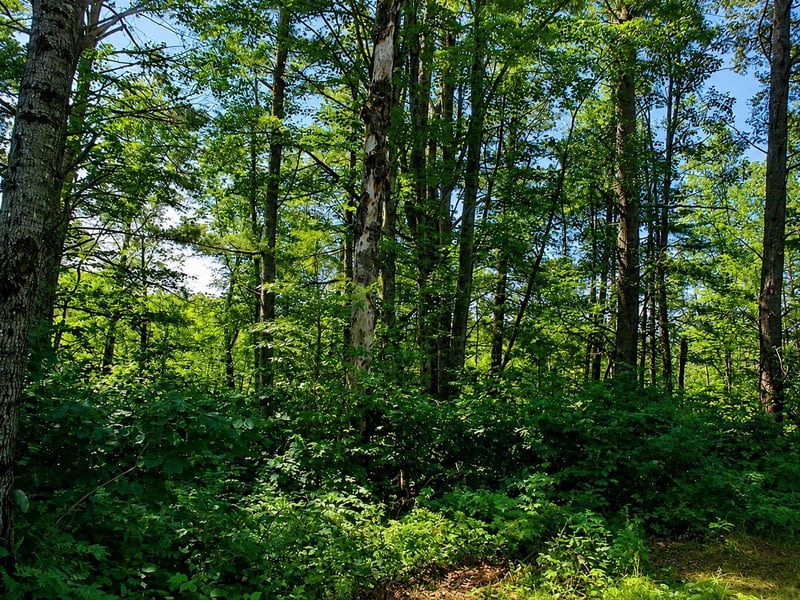 Lot 2 State Road 27/70, Couderay, WI 54828