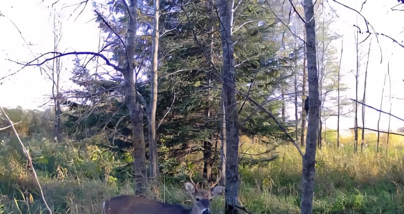 Lot A 316th St, Clarissa, MN 56440