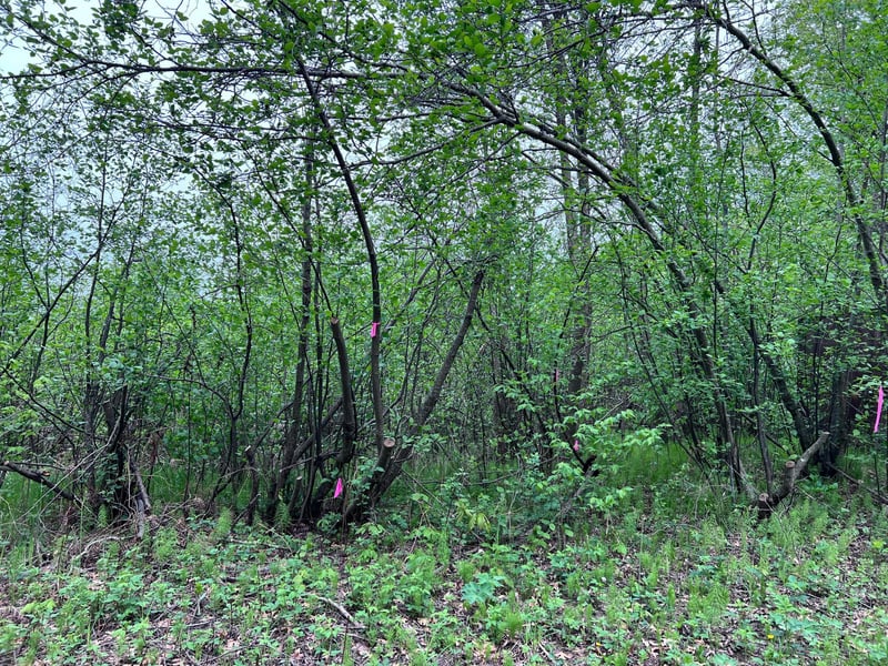 LOT 9 BLOCK 1 Yellow Birch Ln, Emily, MN 56447