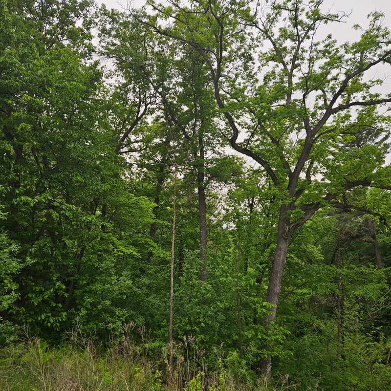 TBD 330th Ave, Elmwood, WI 54740