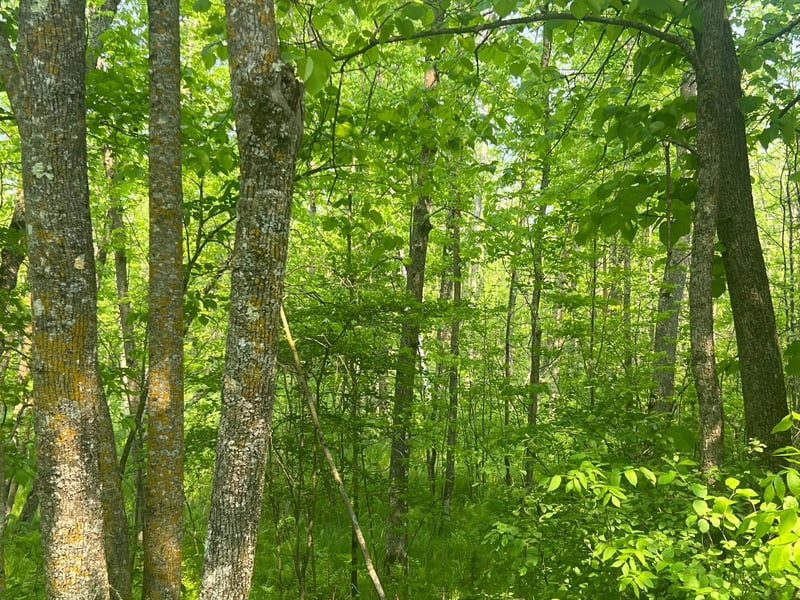 TBD Dettbarn Rd, Nisswa, MN 56468
