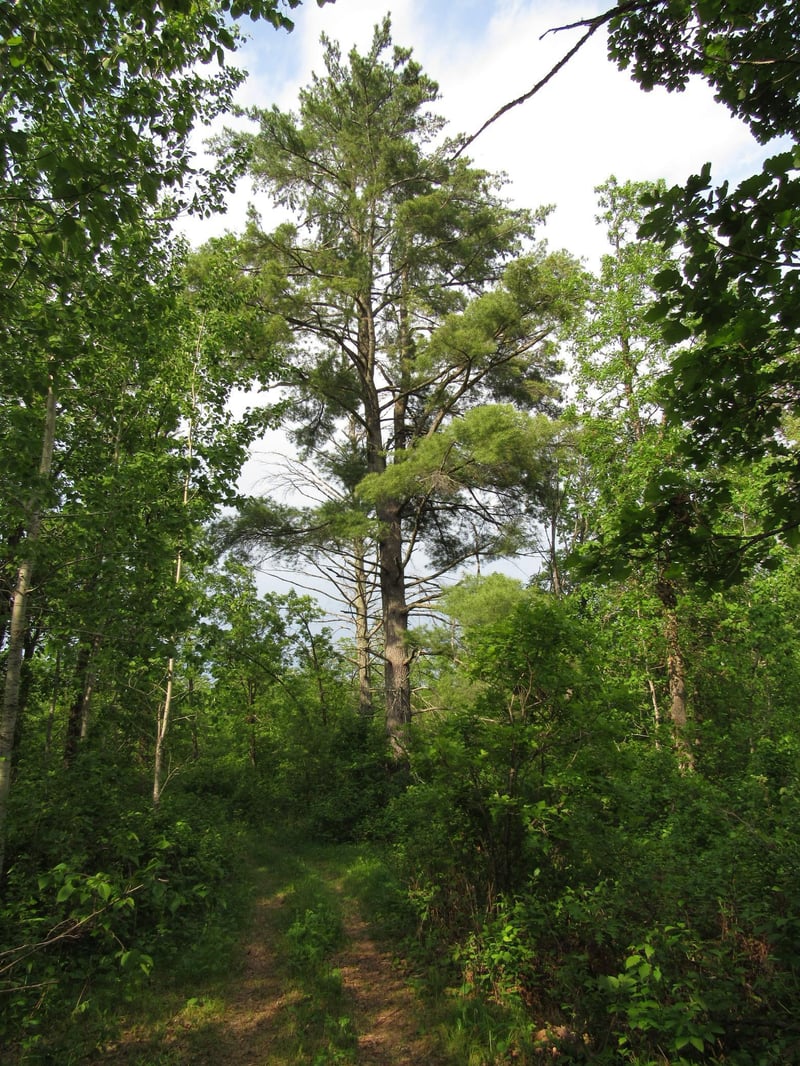 TBD 32nd Ave SW, Backus, MN 56435