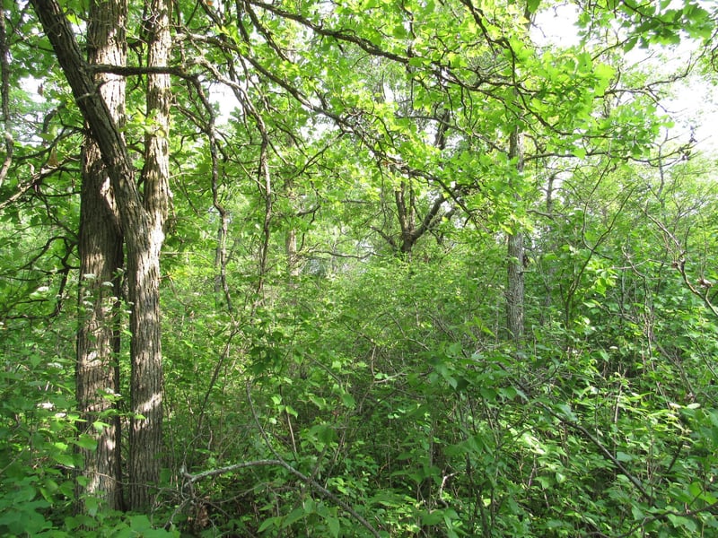 TBD 32nd Ave SW, Backus, MN 56435
