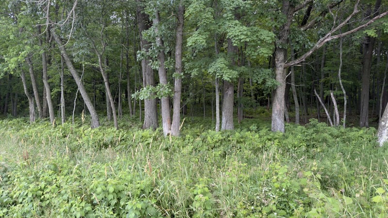 xxx Athens, Stacy, MN 55079
