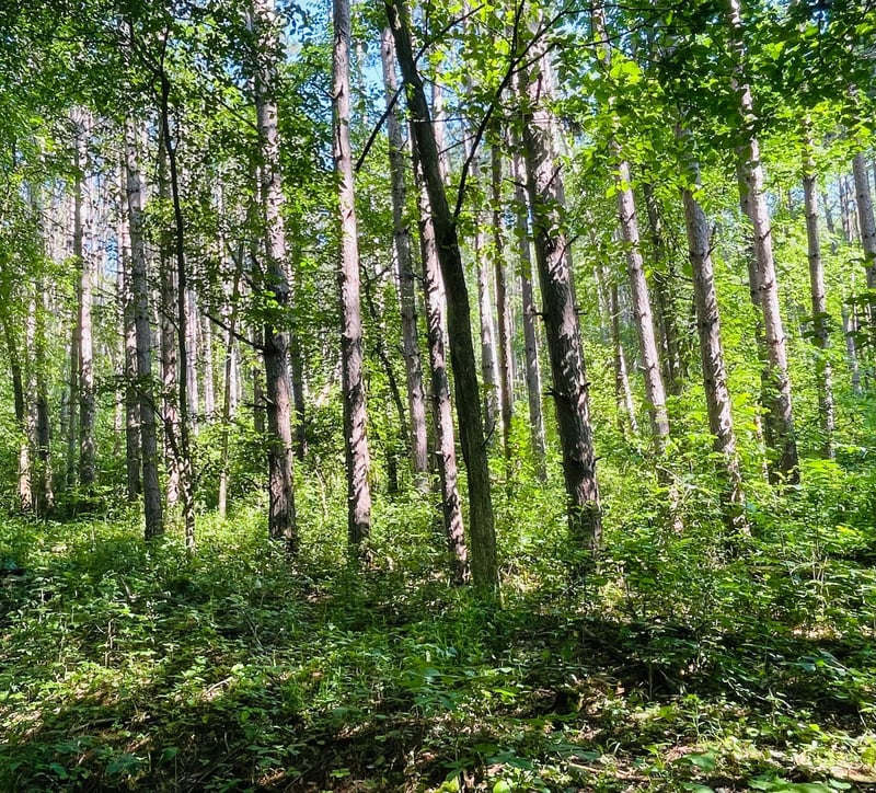 TBD Brown Ln, Pepin, WI 54759