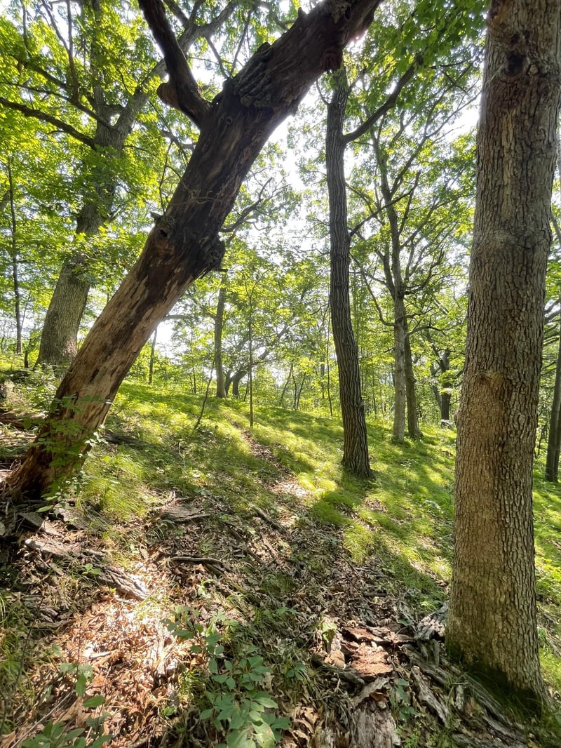 TBD Brown Ln, Pepin, WI 54759
