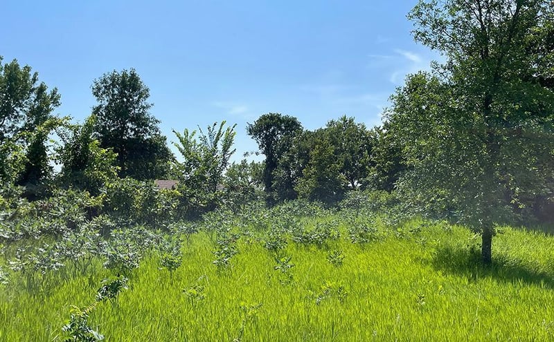 Lot 4 Seclusion Point Rd, Dent, MN 56528