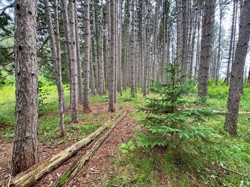 TBD 20th St. SW 20 St Sw, Pine River, MN 56474
